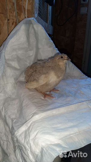 Яйцо инкубационное селадон