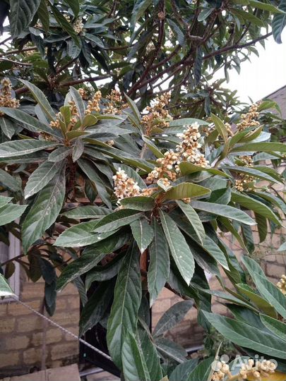 Саженцы мушмулы