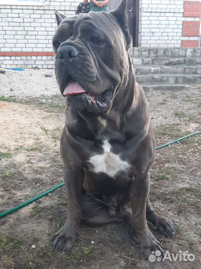 Ищем девочку Кане Корсо для случки