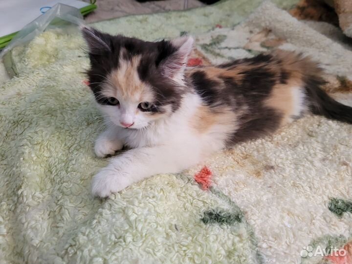 Котенок девочка 1.5 месяца