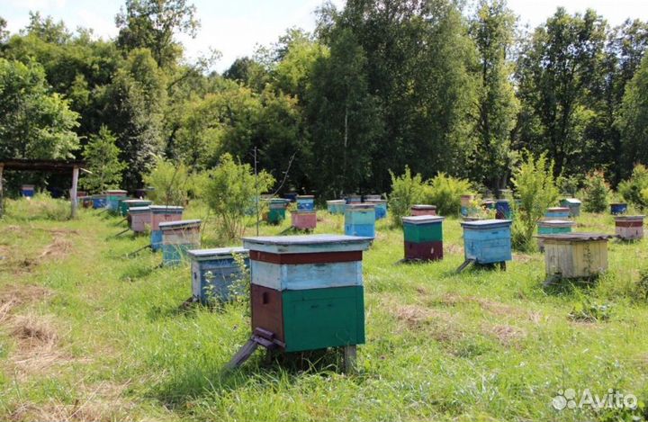 Мёд натуральный с Алтая оптом