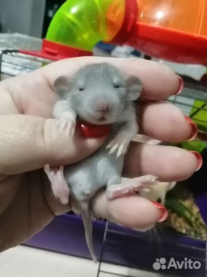 Крыса крысята дамбо