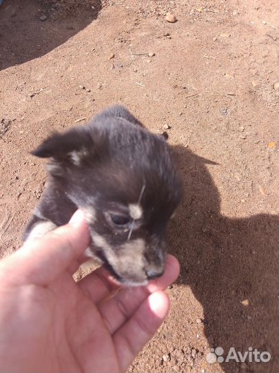 Отдам бесплатно щенков