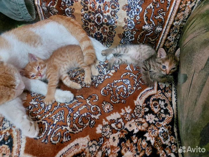 Котята в добрые руки