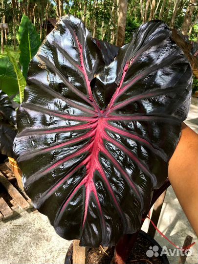 Новинка Колоказия Черная Лава