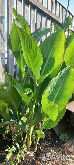 Цветы канны