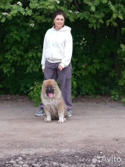 Выгул собак, догситтер (зооняня)