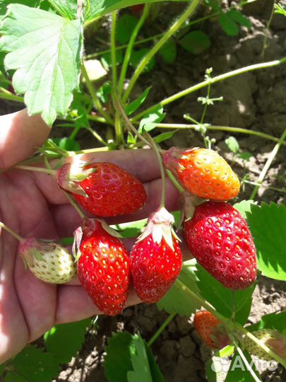 Земклуника Дар(улучшенная Купчиха)саженцы клубника
