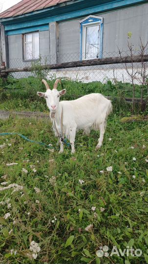 Коза дойная