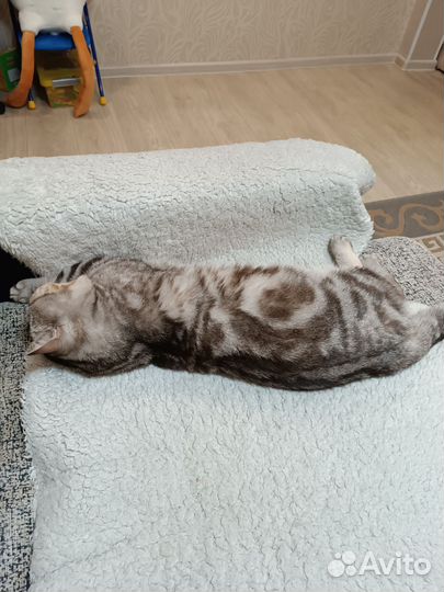 Британский кот вязка