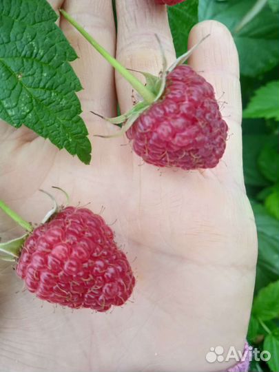 Ремонтантная малина