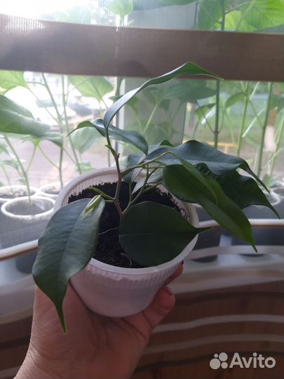 Укорененные черенки