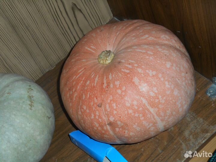 Семена арбузов, кабачков, тыквы