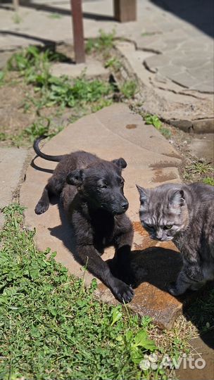 Девочка размером с кошку (5 мес. )