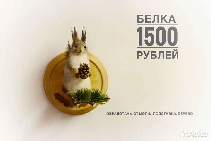 Чучело белки ворон енот и другие