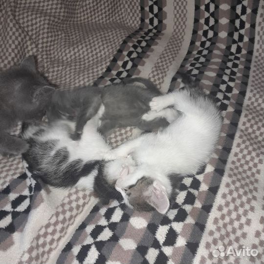 Котята в добрые руки