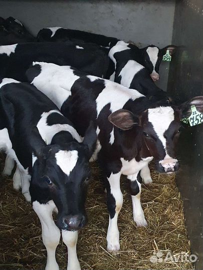 Телята бычки