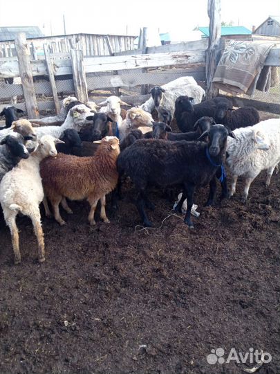 Овцы бараны ягнята оптом