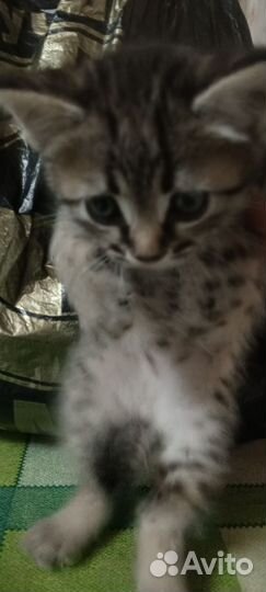 Кот и кошка