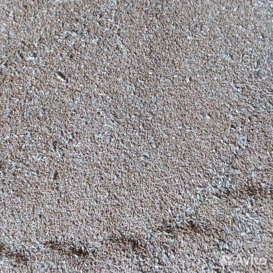 Зерно пшеница