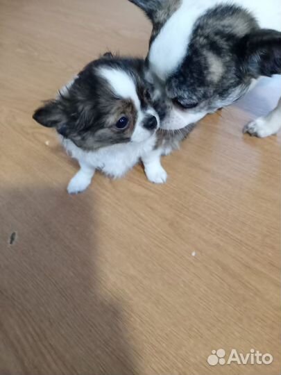 Вязка чихуахуа