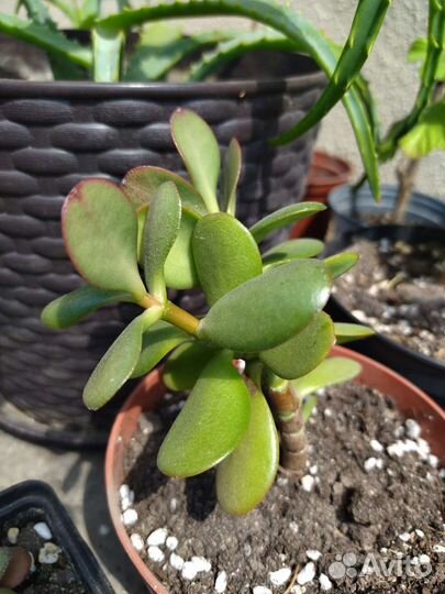 Крассула толстянка, каланхоэ, герань, алоэ