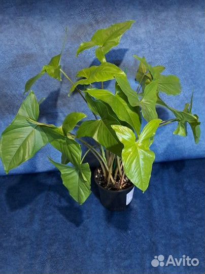 Сингониум ножколистный. Крупное комнатное растение