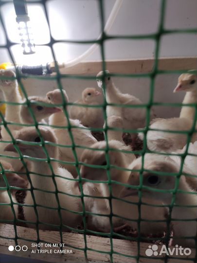 Индюшата биг двух недельные