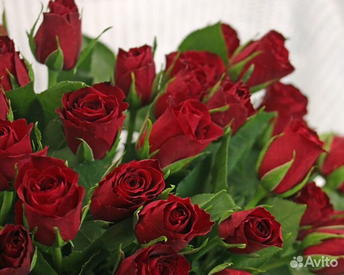 Букет из 35 роз