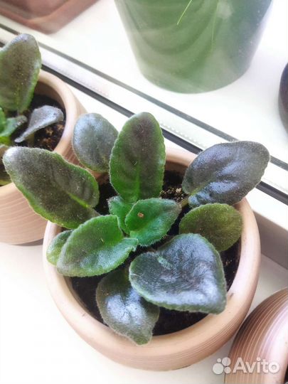 Фиалка в горшках