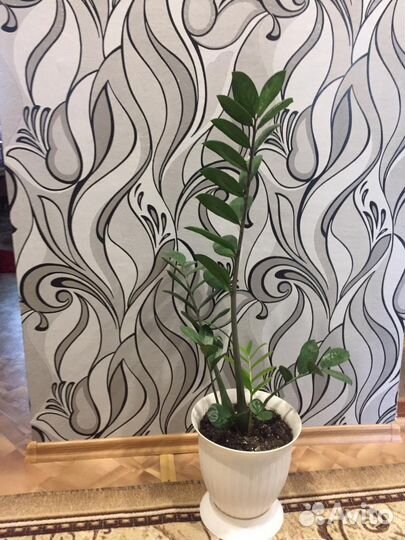 Замиокулькас