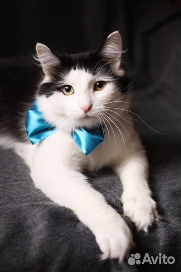 Кот в добрые руки