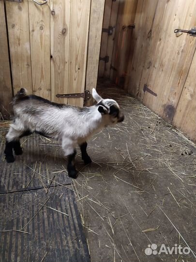 Экспериментальные козлята