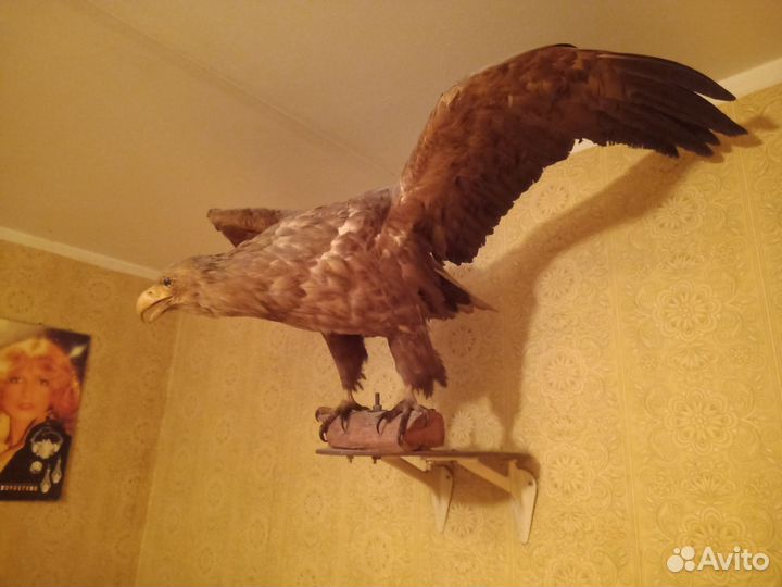 Чучело Орлан