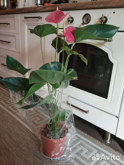 Антуриумы сортовые