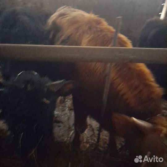 Бычки на откорм 9 мес и год