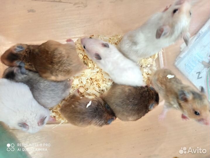 Сирийский хомяк