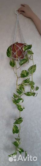 Сциндапсус золотистый, Эпипремнум, домашняя лиана