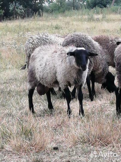 Бараны рамановские. Молодёжь
