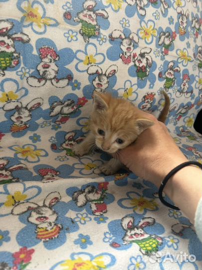 Котятки в добрые руки