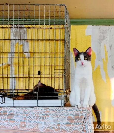 Молодой подросток Шурик