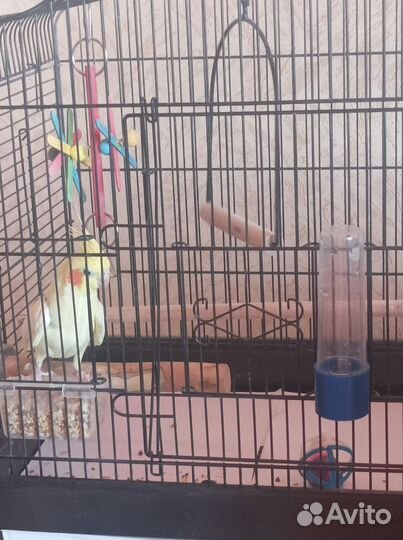 Попугай корелла с клеткой