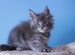 Мейн-кун котенок голубой мрамор