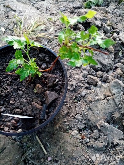 Декоративные кустарники саженцы