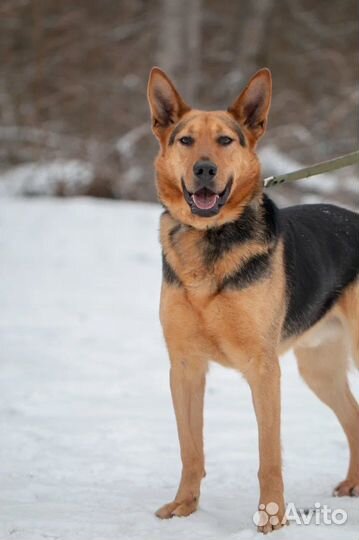 Зорро ждет свою семью, собака в добрые руки