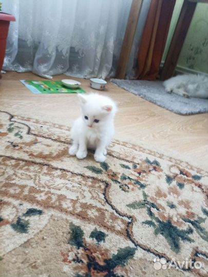 Милые котятки