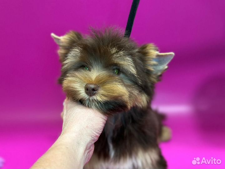 Йоркширский терьер