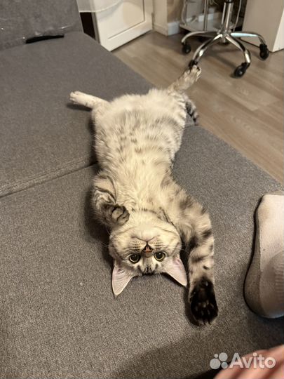 Отдаем кошку