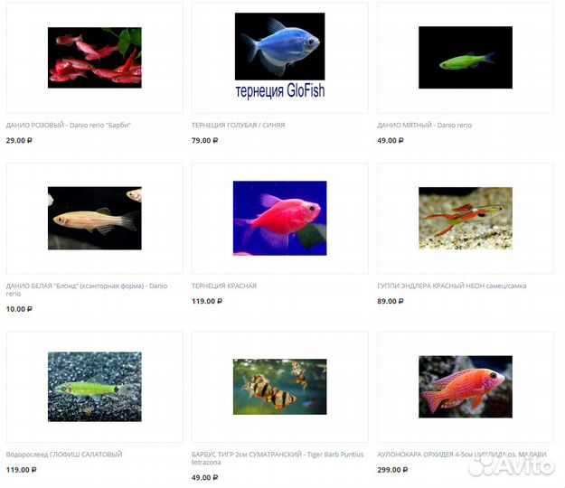 Рыбки для аквариума, растения, улитки, креветки