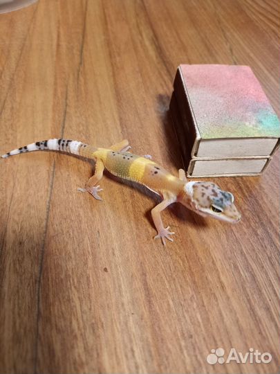 Эублефар малыш